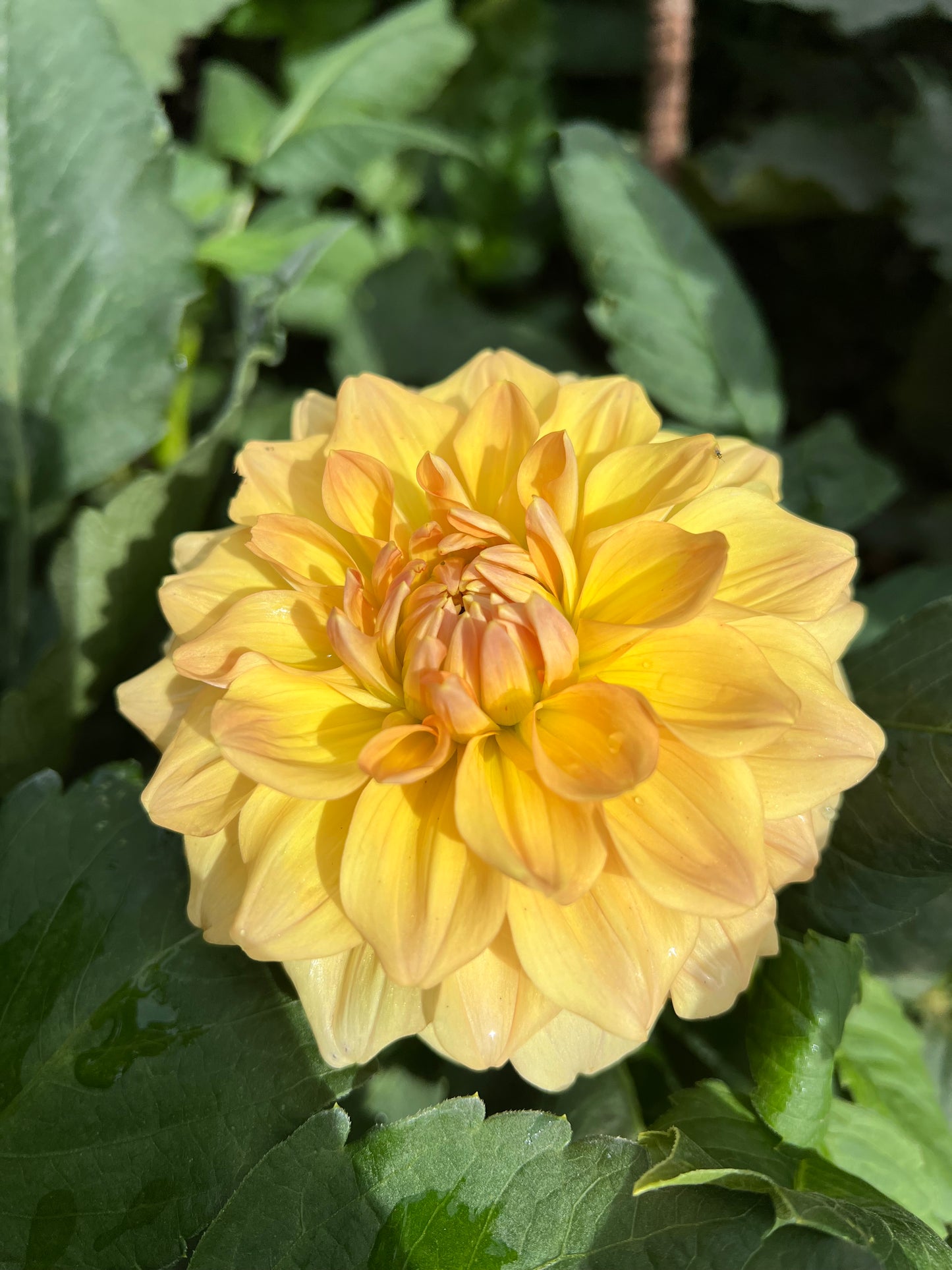 Hapet Cupid - Rooted Cutting