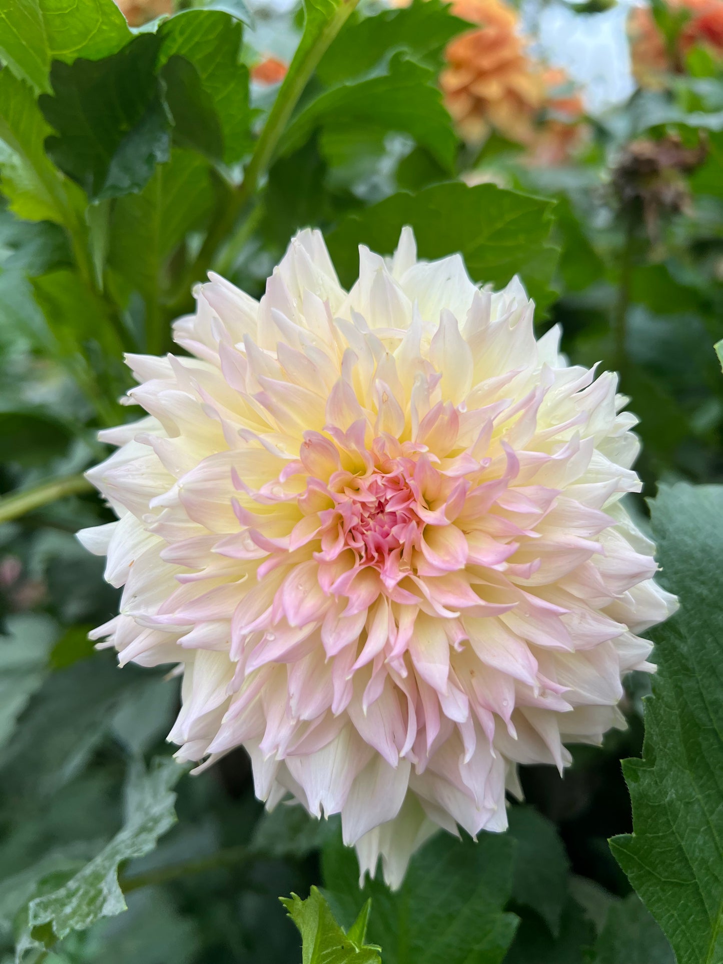 Lee's Pink Grapefruit - Rooted Cutting