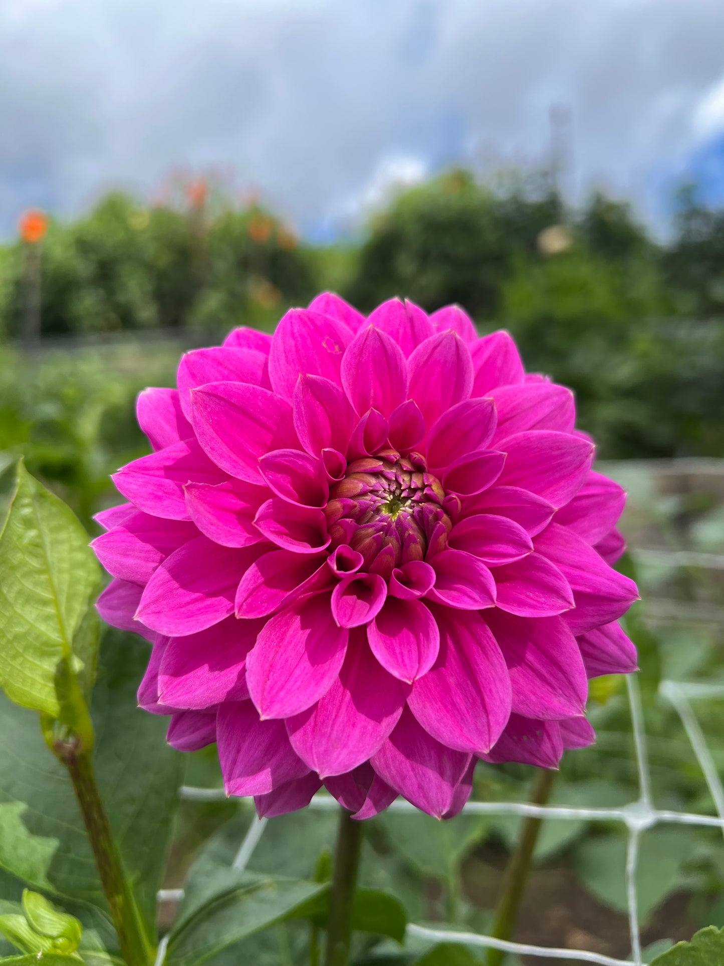 KA's Mocha Jake - Dahlia Seeds