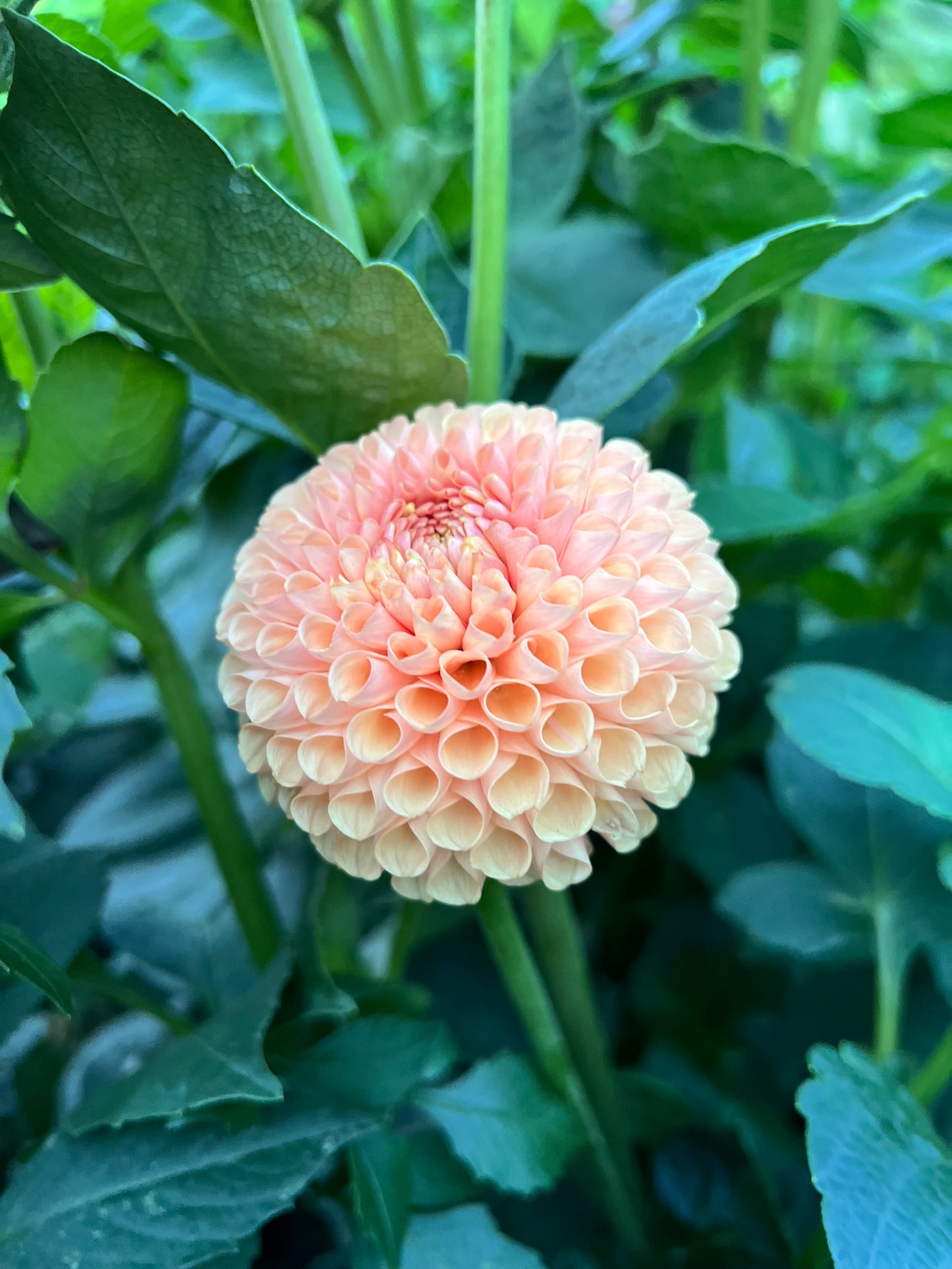 Ms Honey - Rooted Cutting