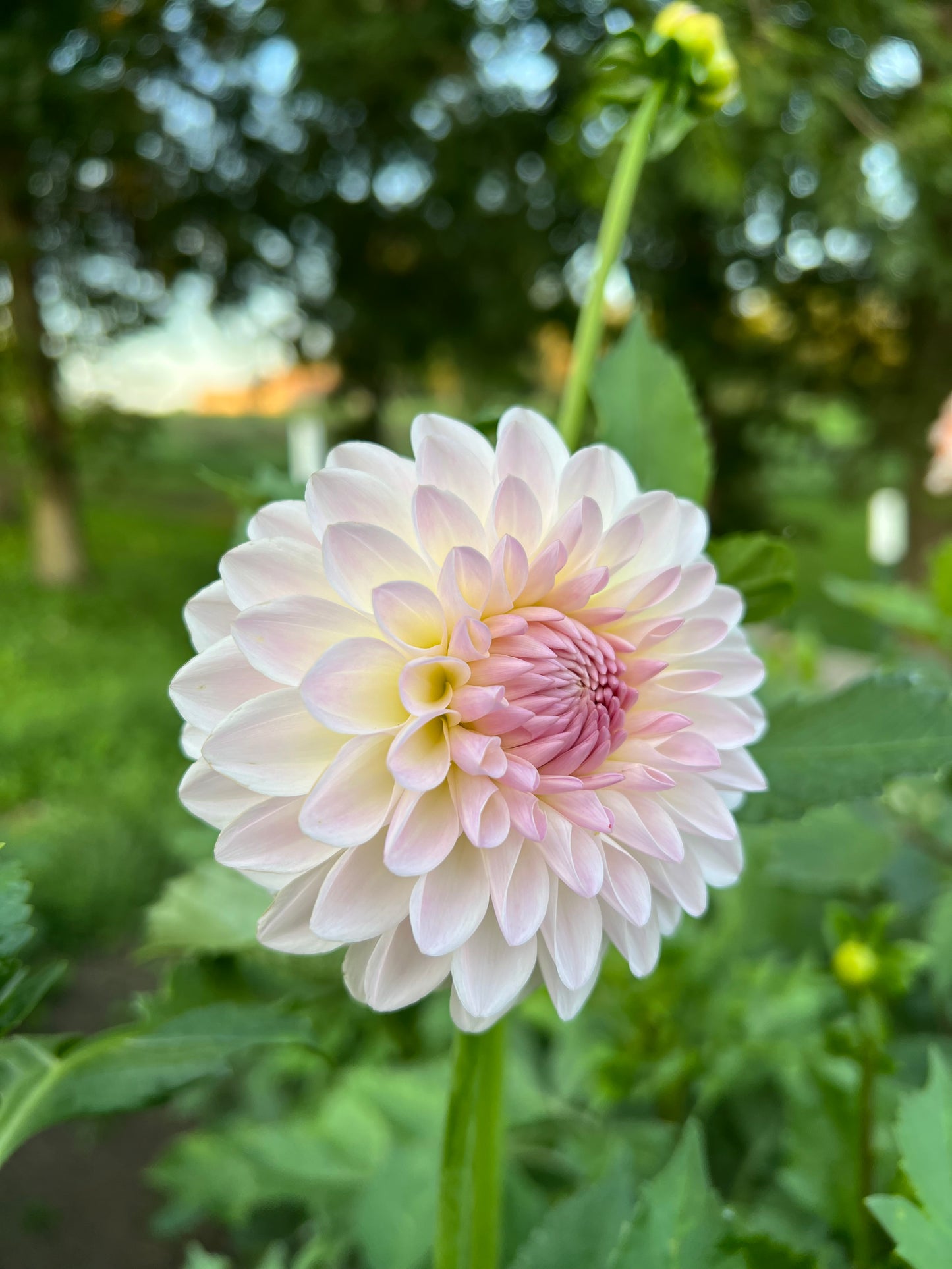 Tahoma Stellar Feller - Rooted Cutting