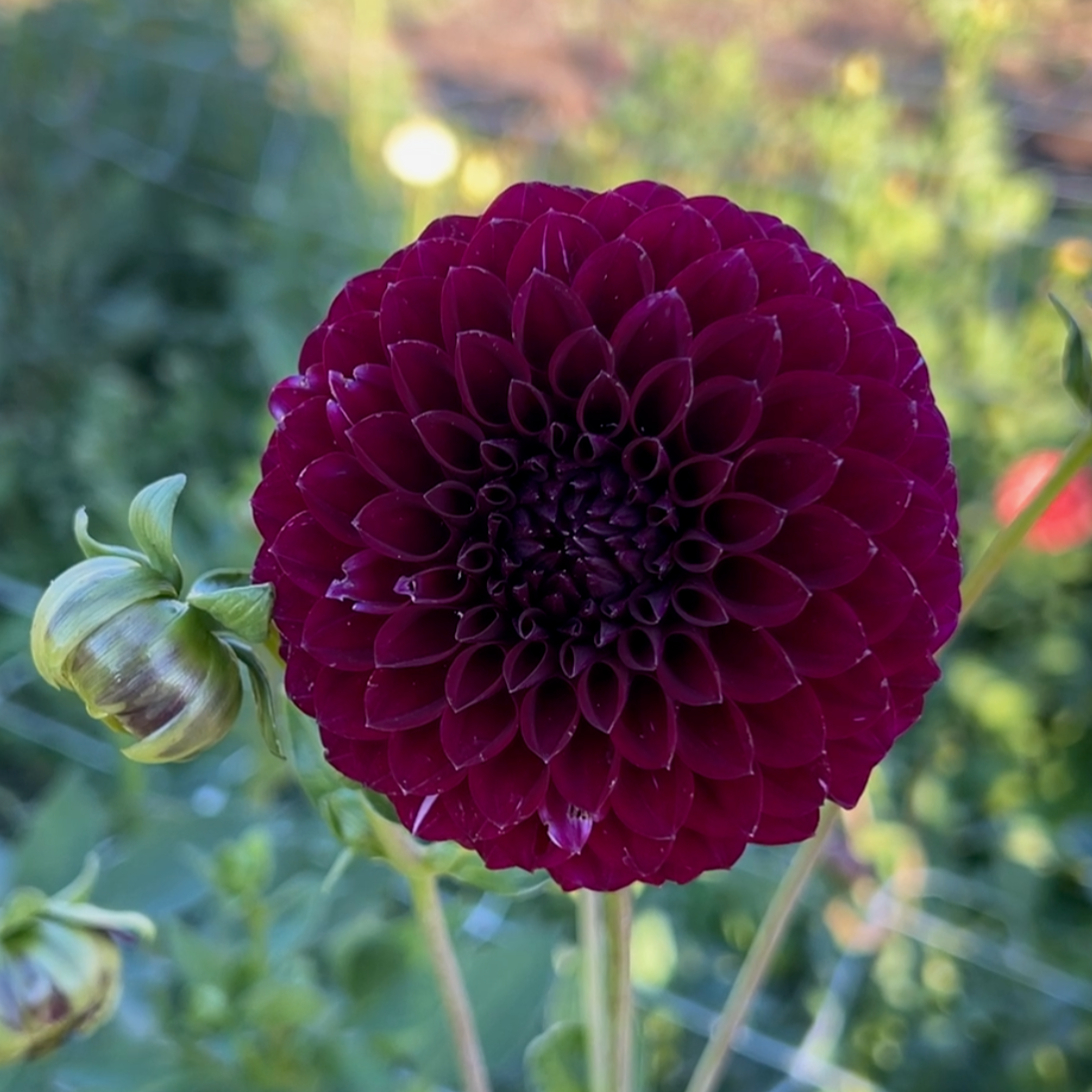 Saddlerock Tiny Giant - Rooted Cutting