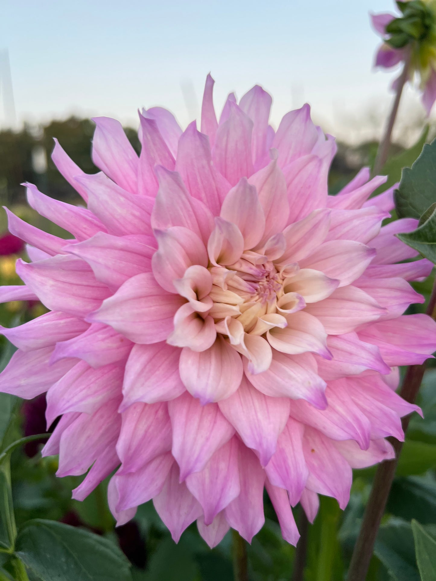 Ferncliff Passion