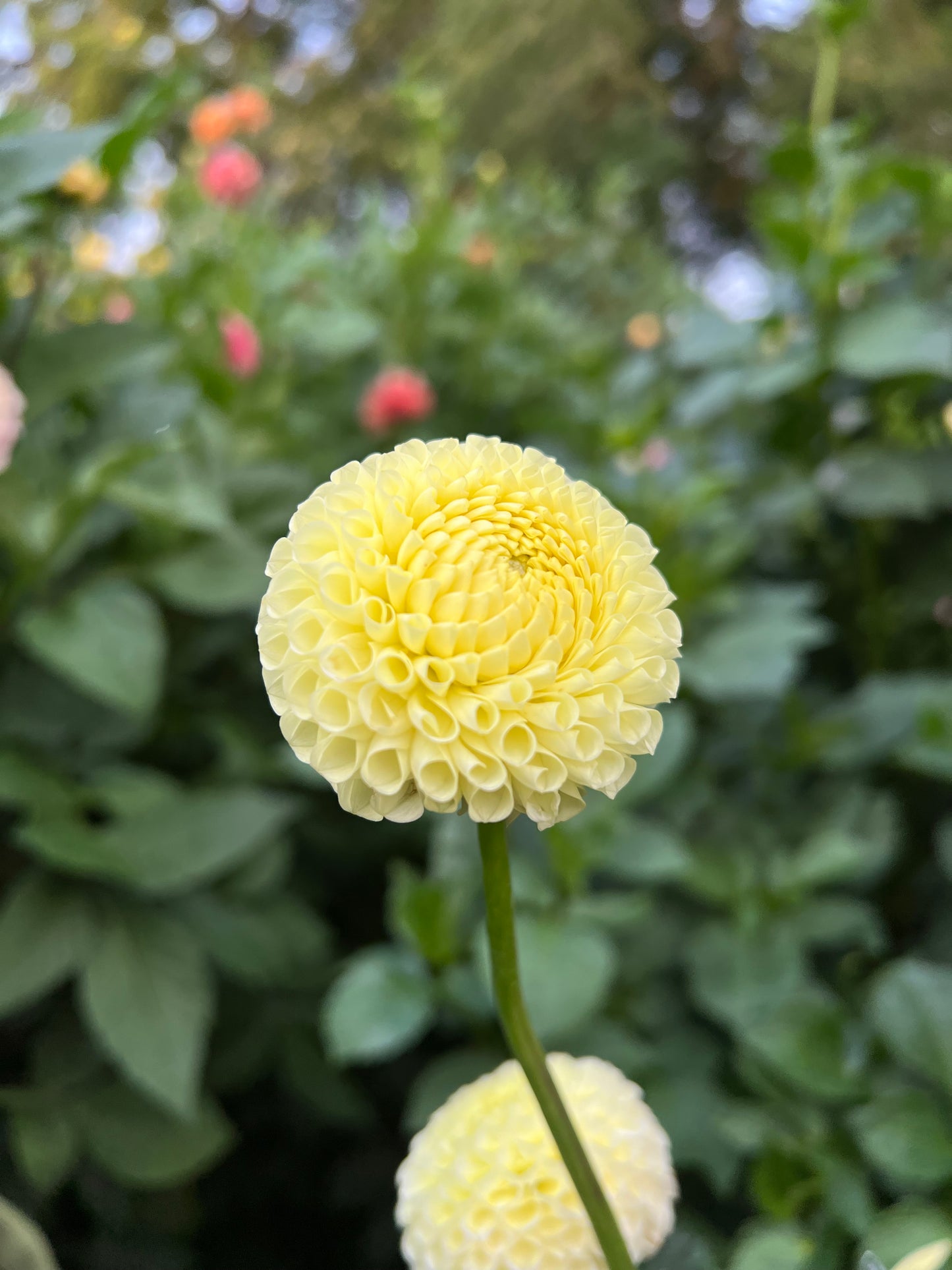 Irish Moon - Rooted Cutting