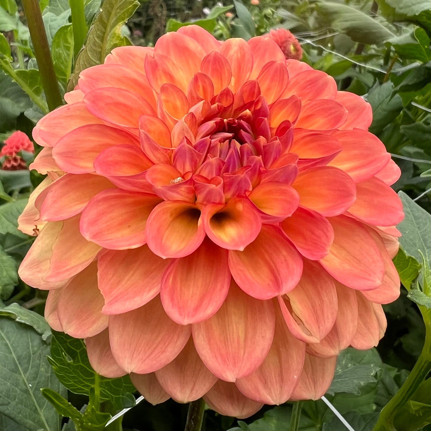 Coseytown Juicy - Dahlia Seeds