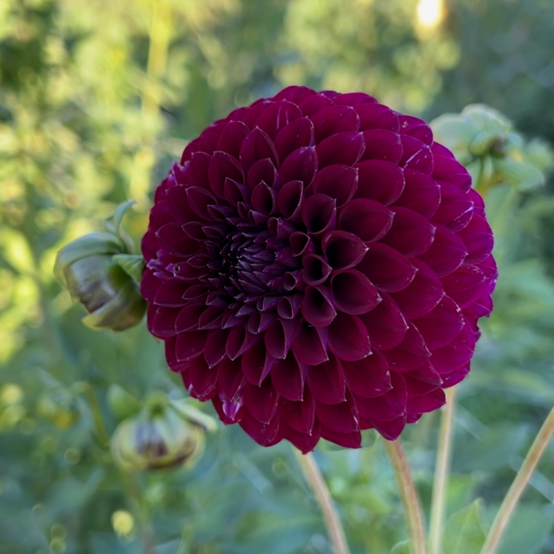 Saddlerock Tiny Giant - Rooted Cutting