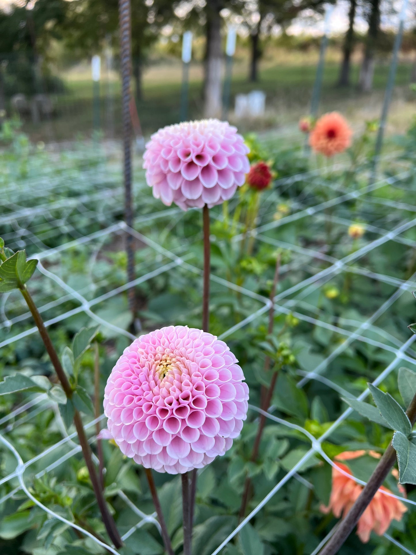 20th Ave Delicada - Rooted Cutting
