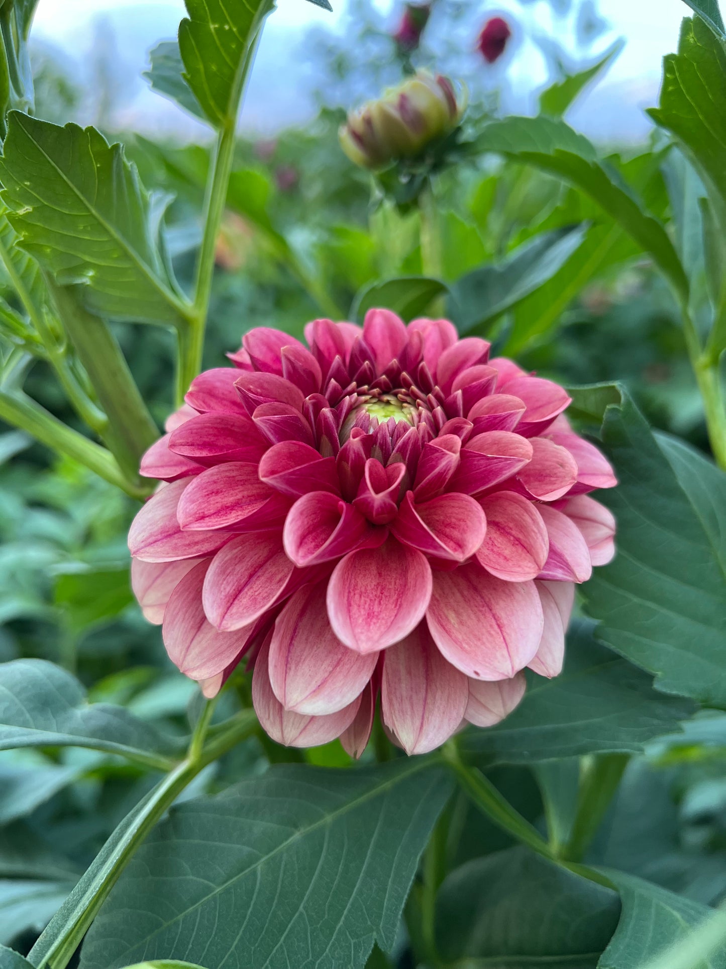 Levi's Blood Moon - Rooted Cutting