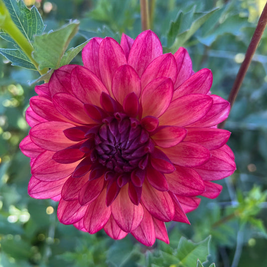 Bloomquist Footloose - Rooted Cutting
