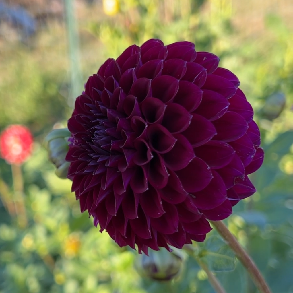 Saddlerock Tiny Giant - Rooted Cutting