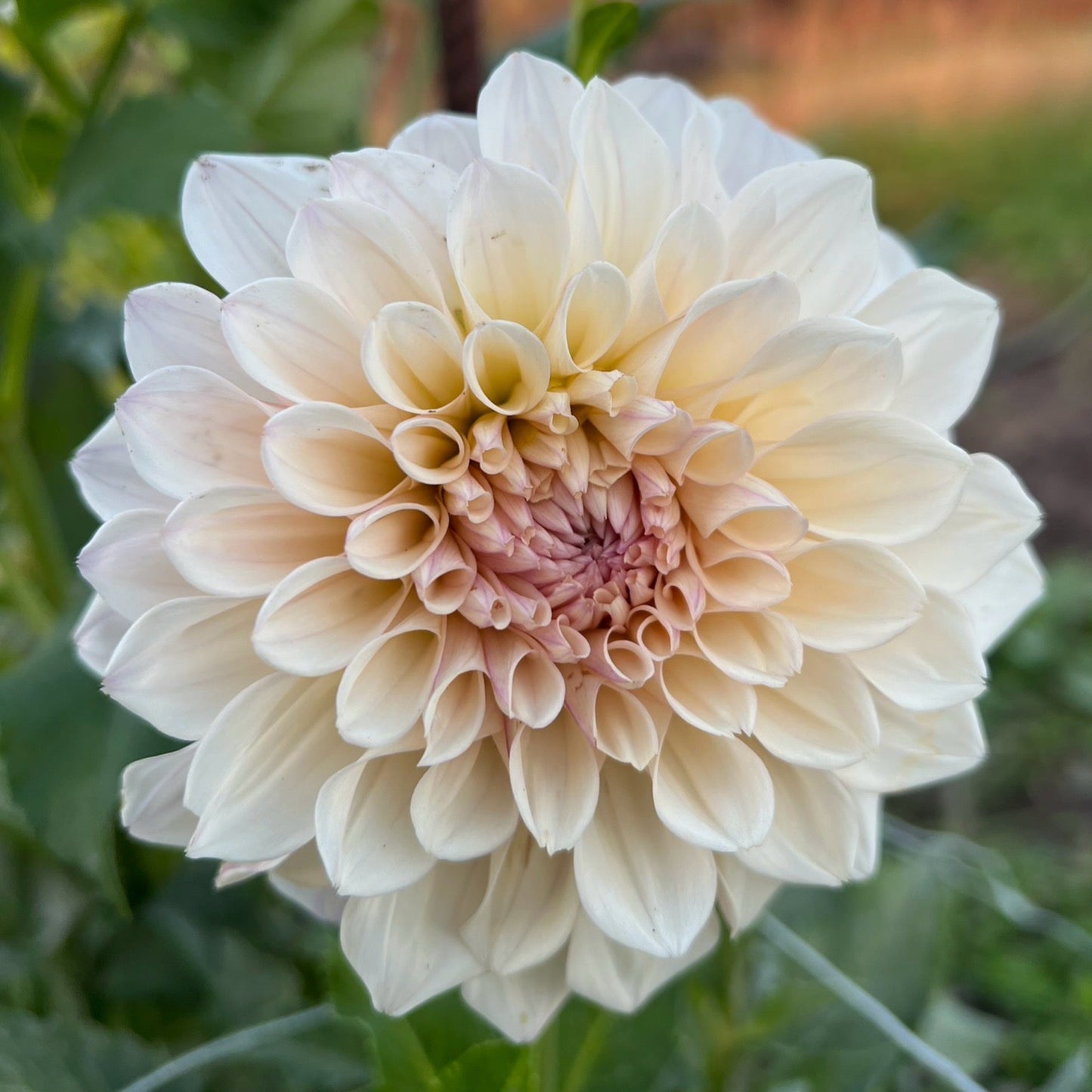 KA's Pearl - Rooted Cutting