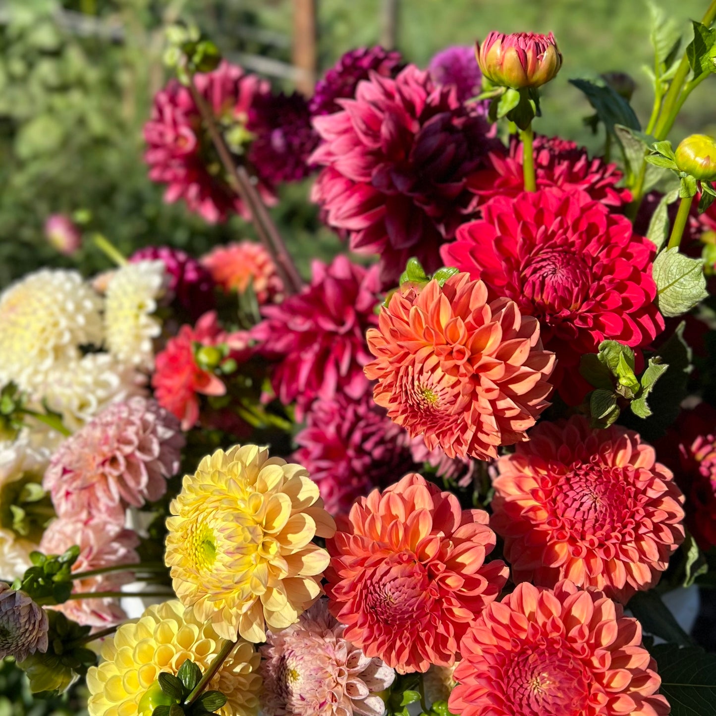 Fully Double Mix - Dahlia Seeds