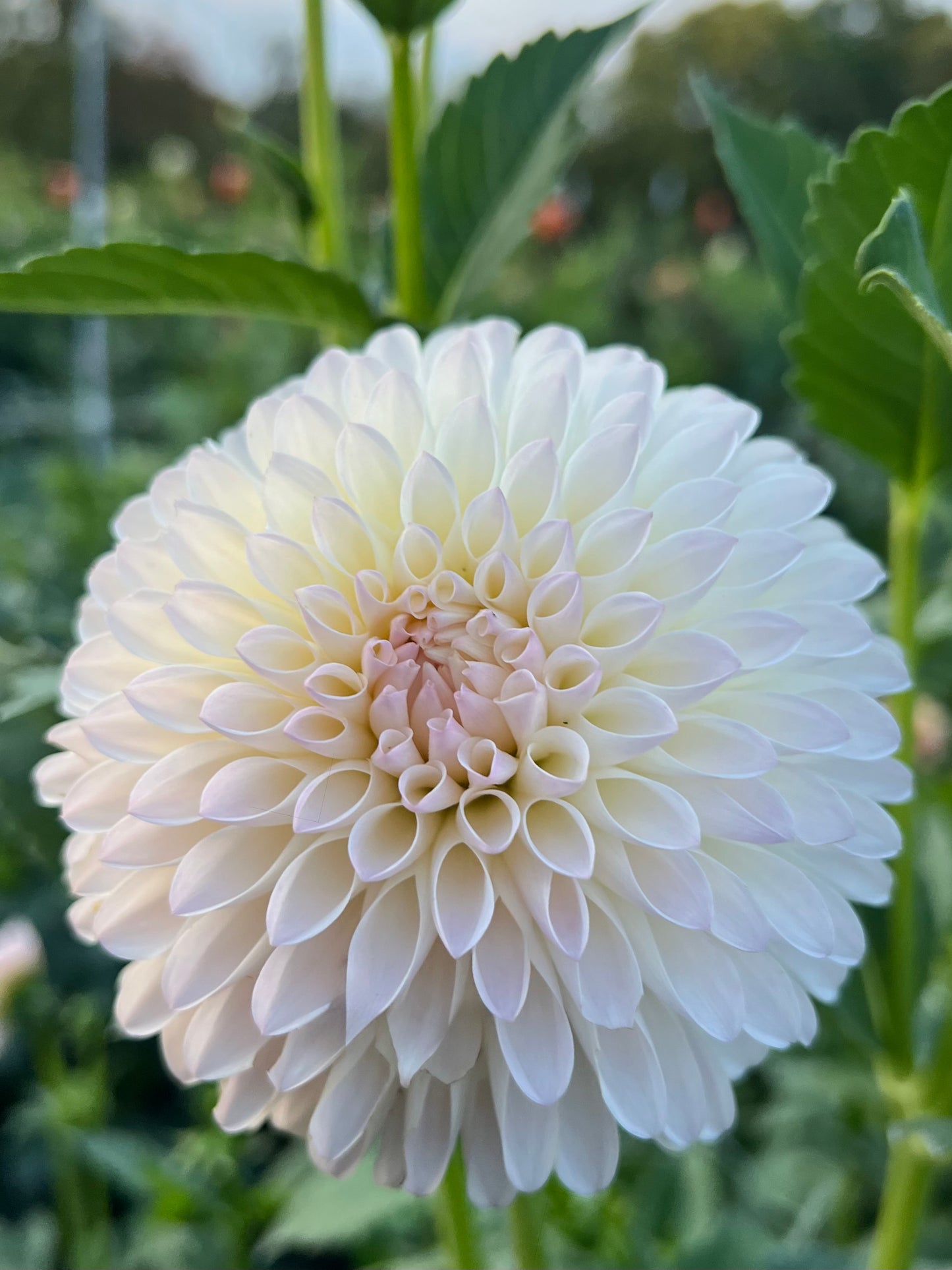 Tahoma Stellar Feller