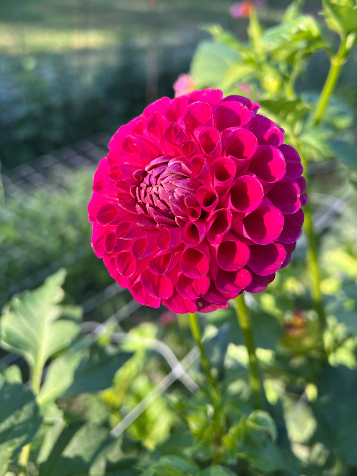 CB Very Berry - Rooted Cutting