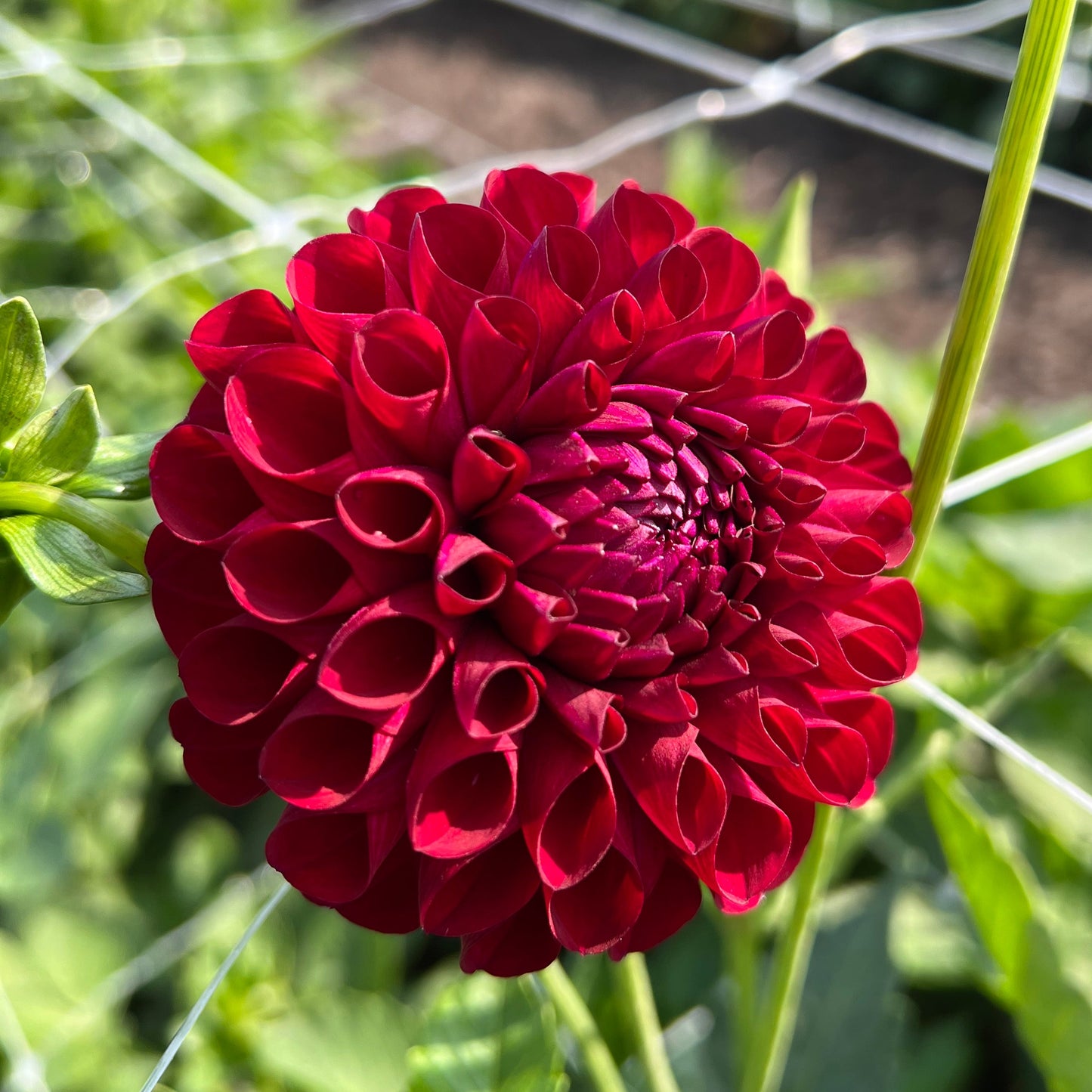 AC Bugsy - Dahlia Seeds