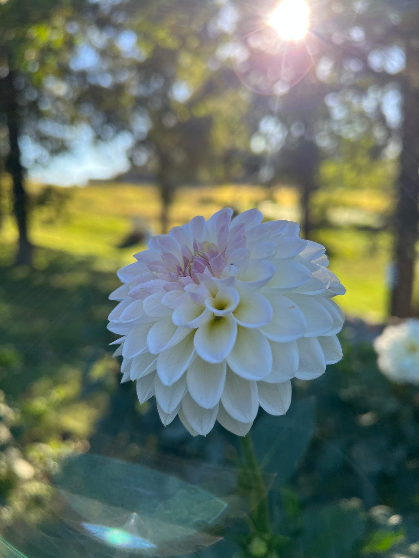 Tahoma Stellar Feller - Rooted Cutting