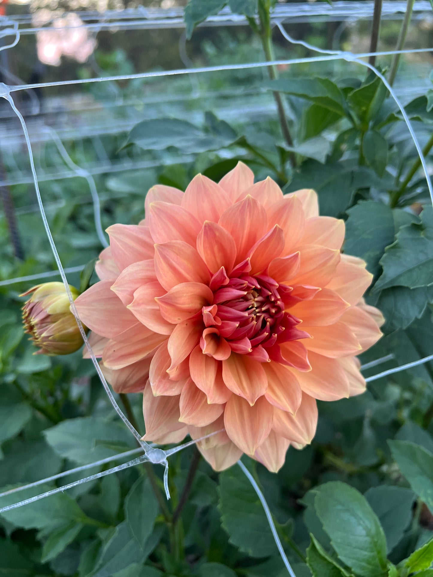 Peach Bud