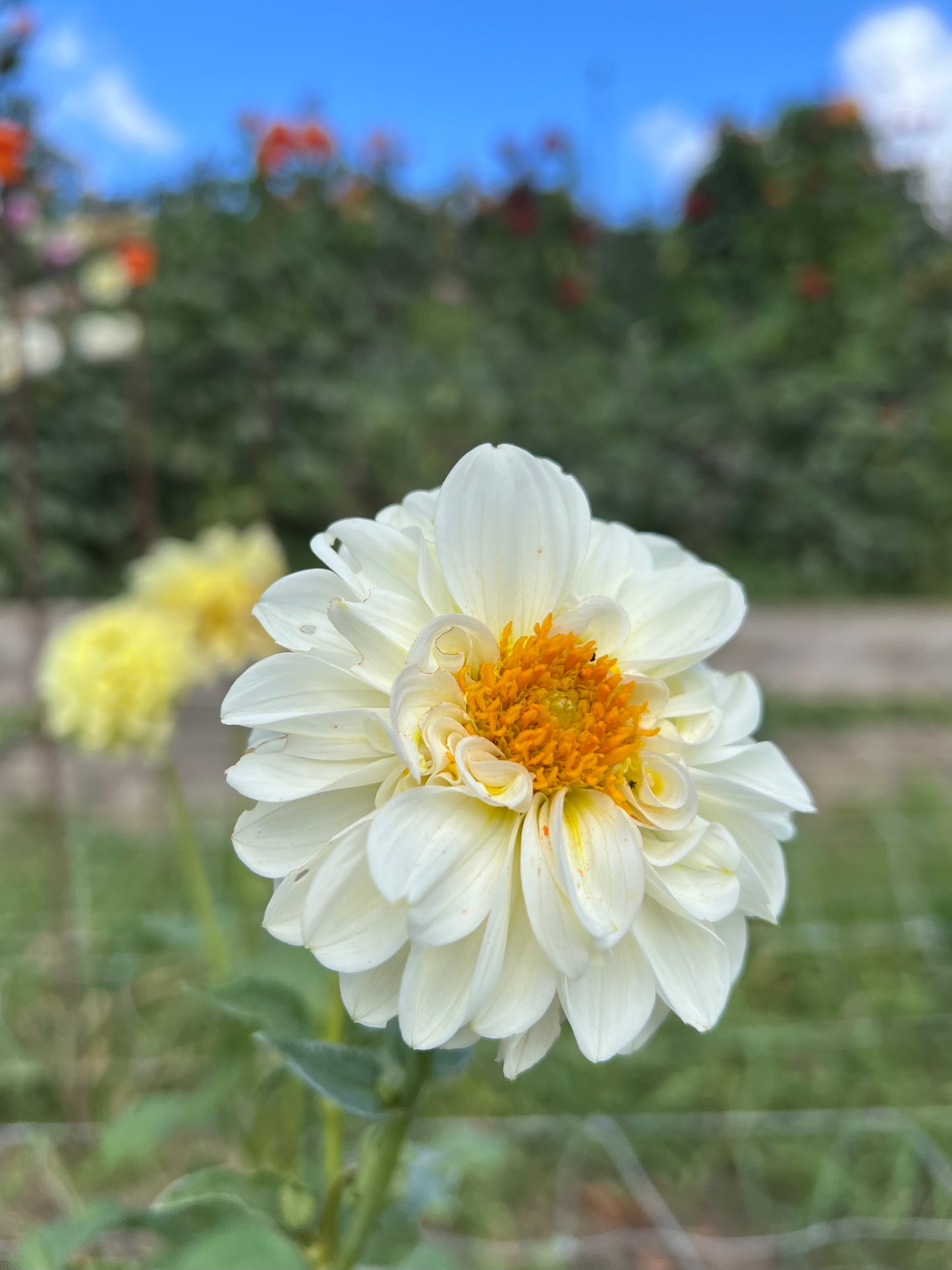 KA's Mocha Jake - Dahlia Seeds