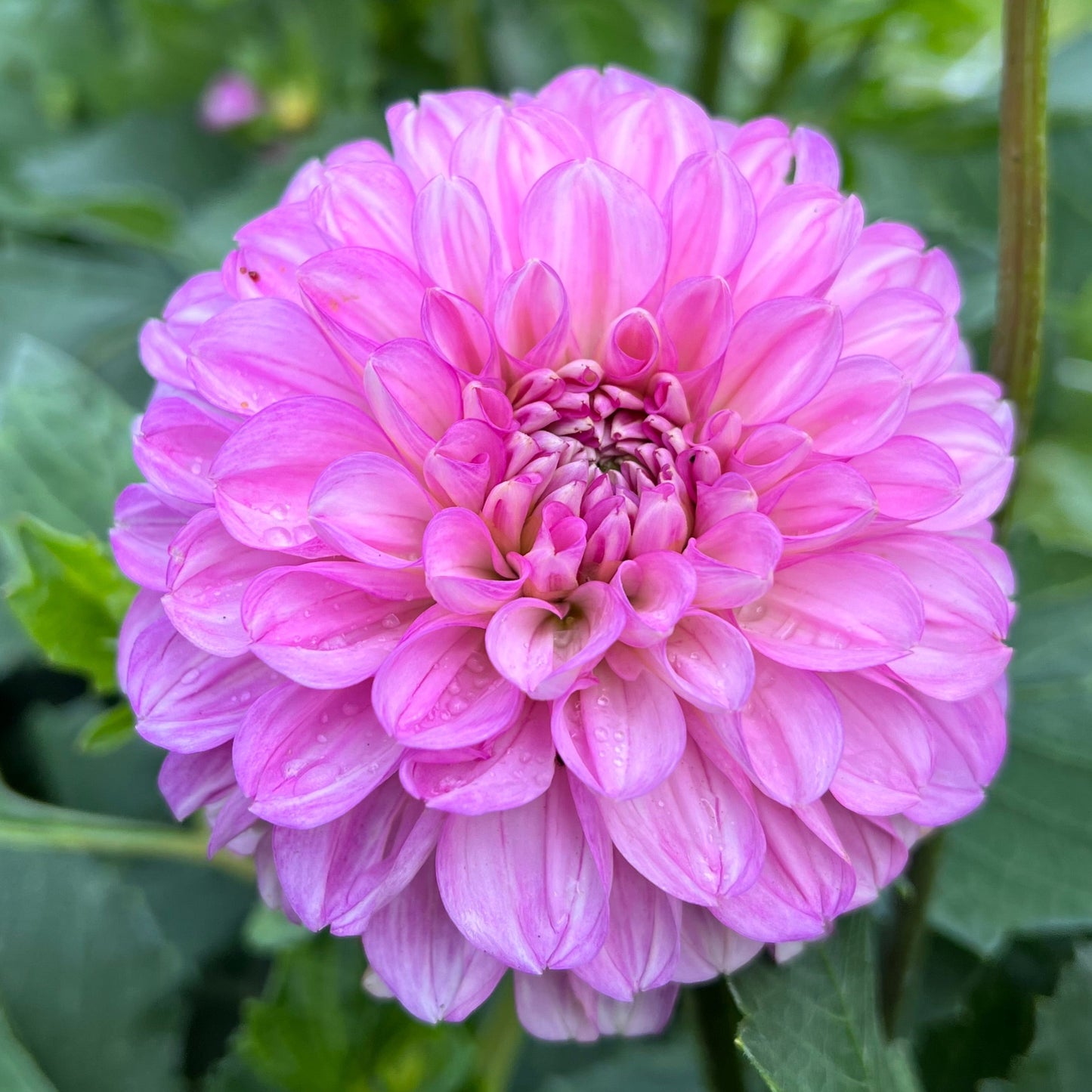 Ferncliff Mist - Rooted Cutting