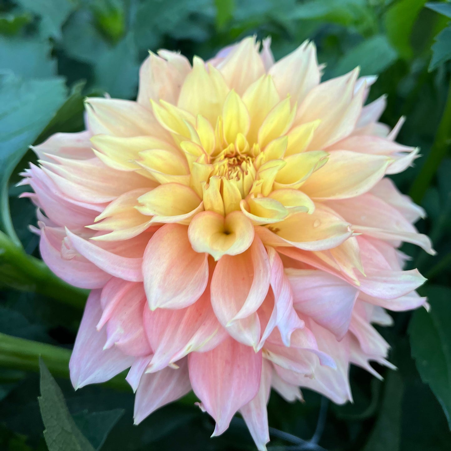 Lee's Savannah Spring - Rooted Cutting