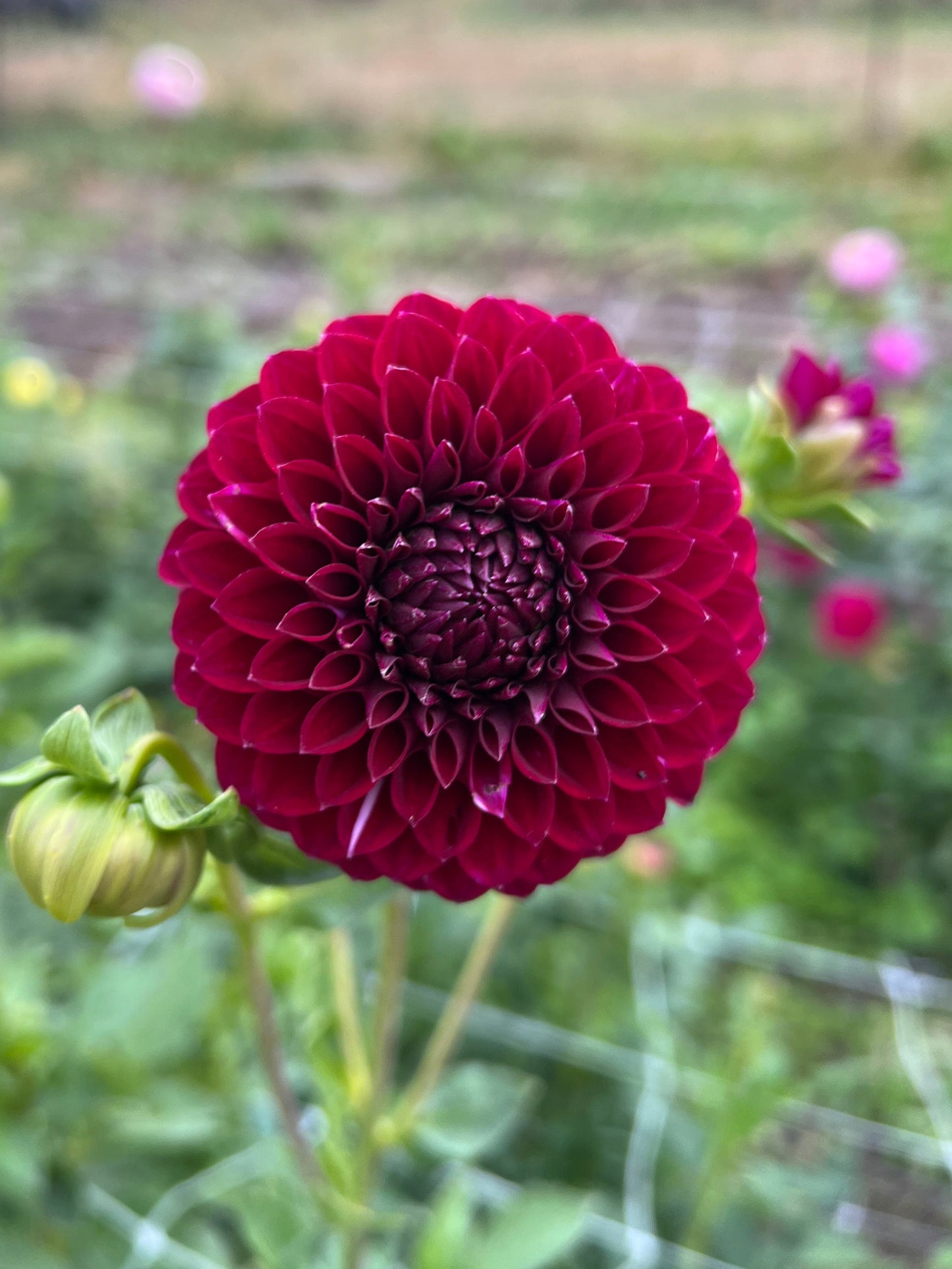 Saddlerock Tiny Giant - Rooted Cutting