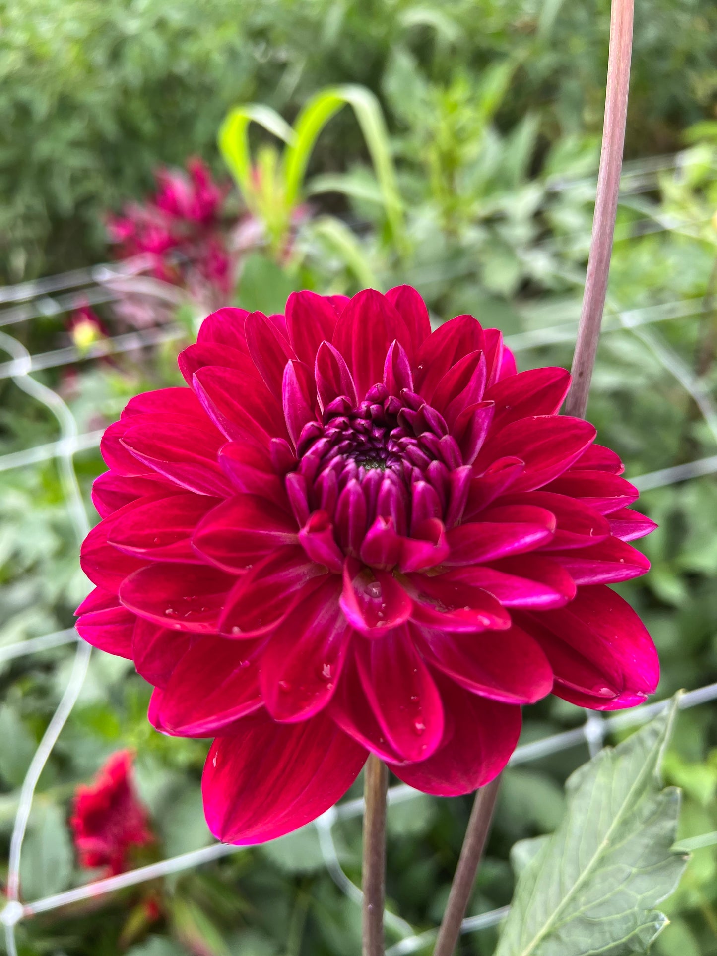 Sandia Bertha