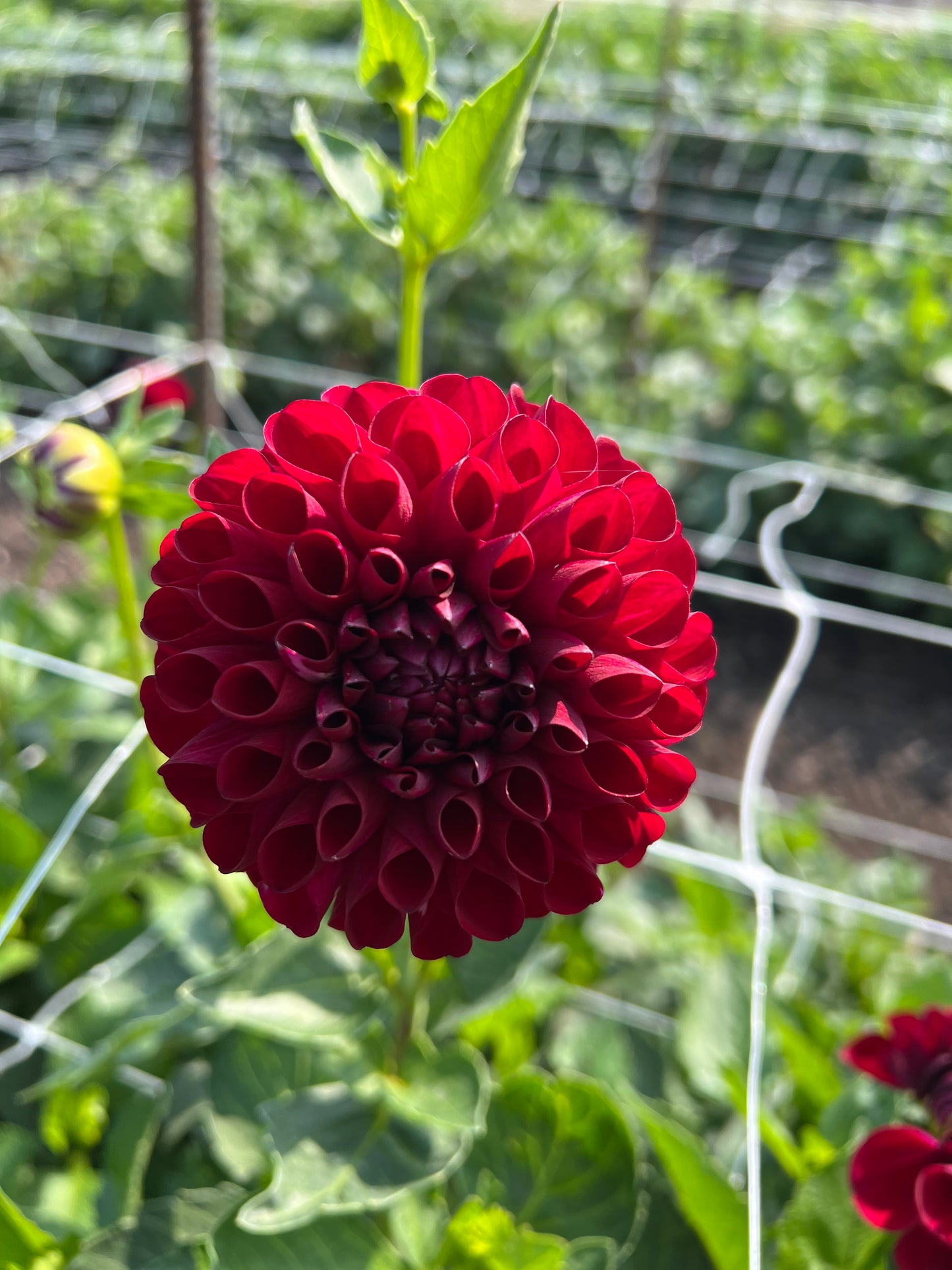 AC Bugsy - Dahlia Seeds