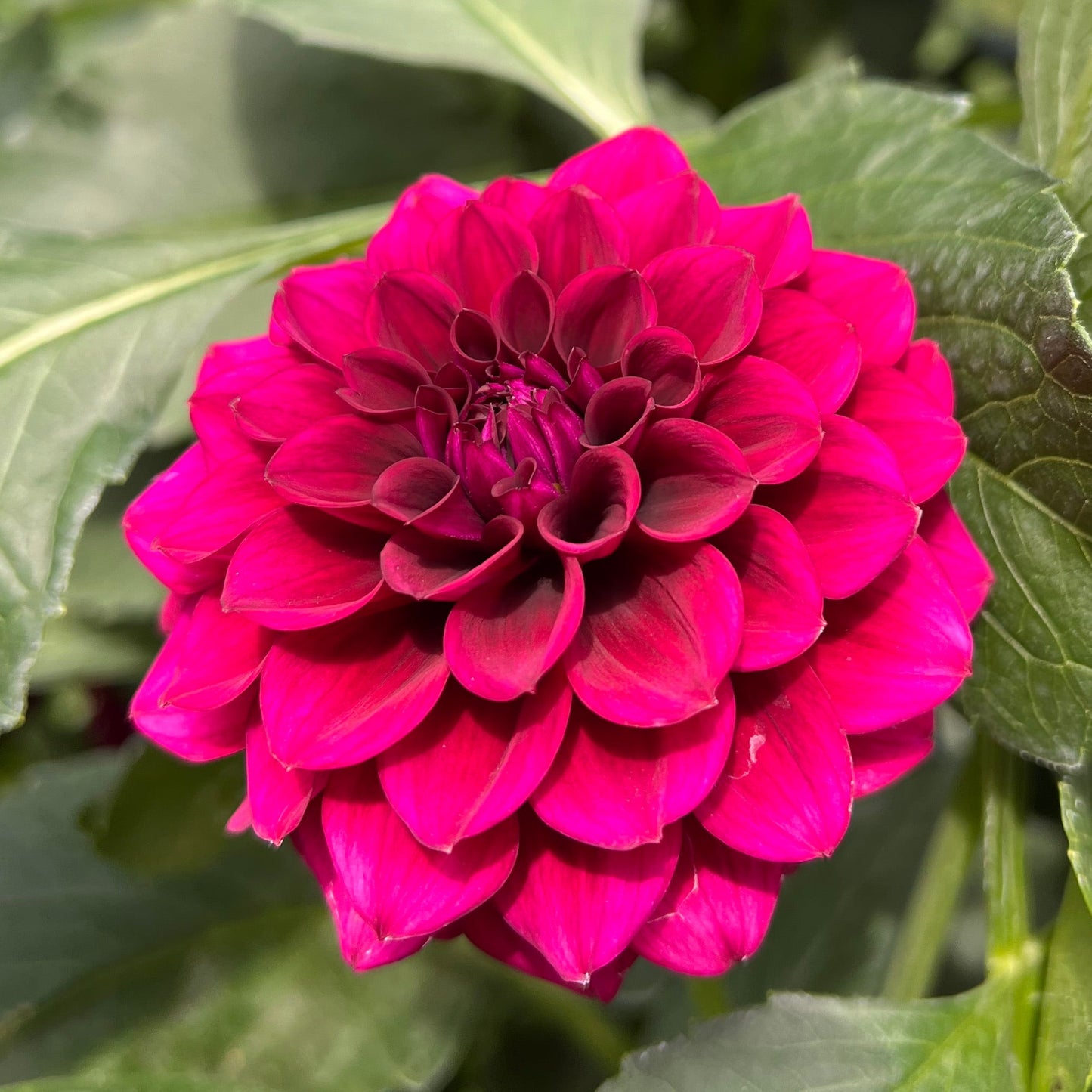 Mission Abyss - Rooted Cutting