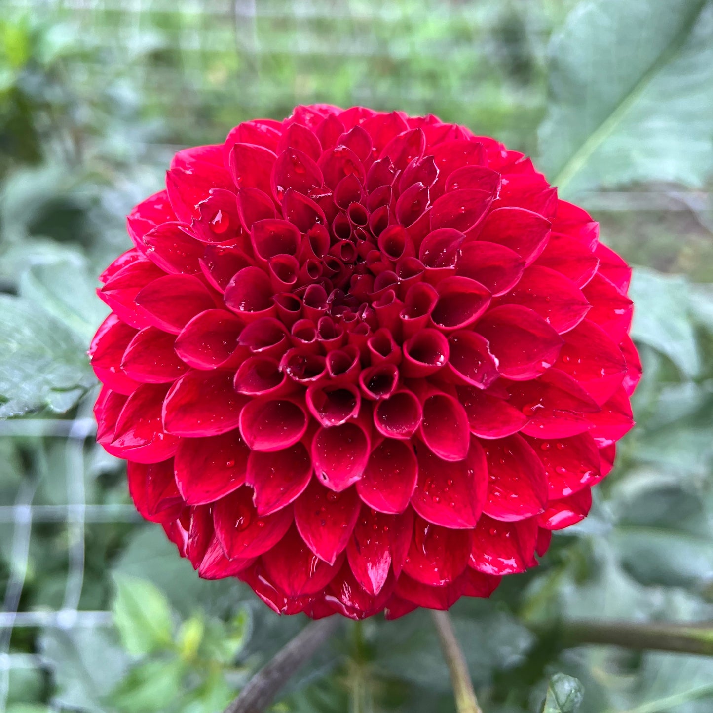 Carstone Ruby - Rooted Cutting