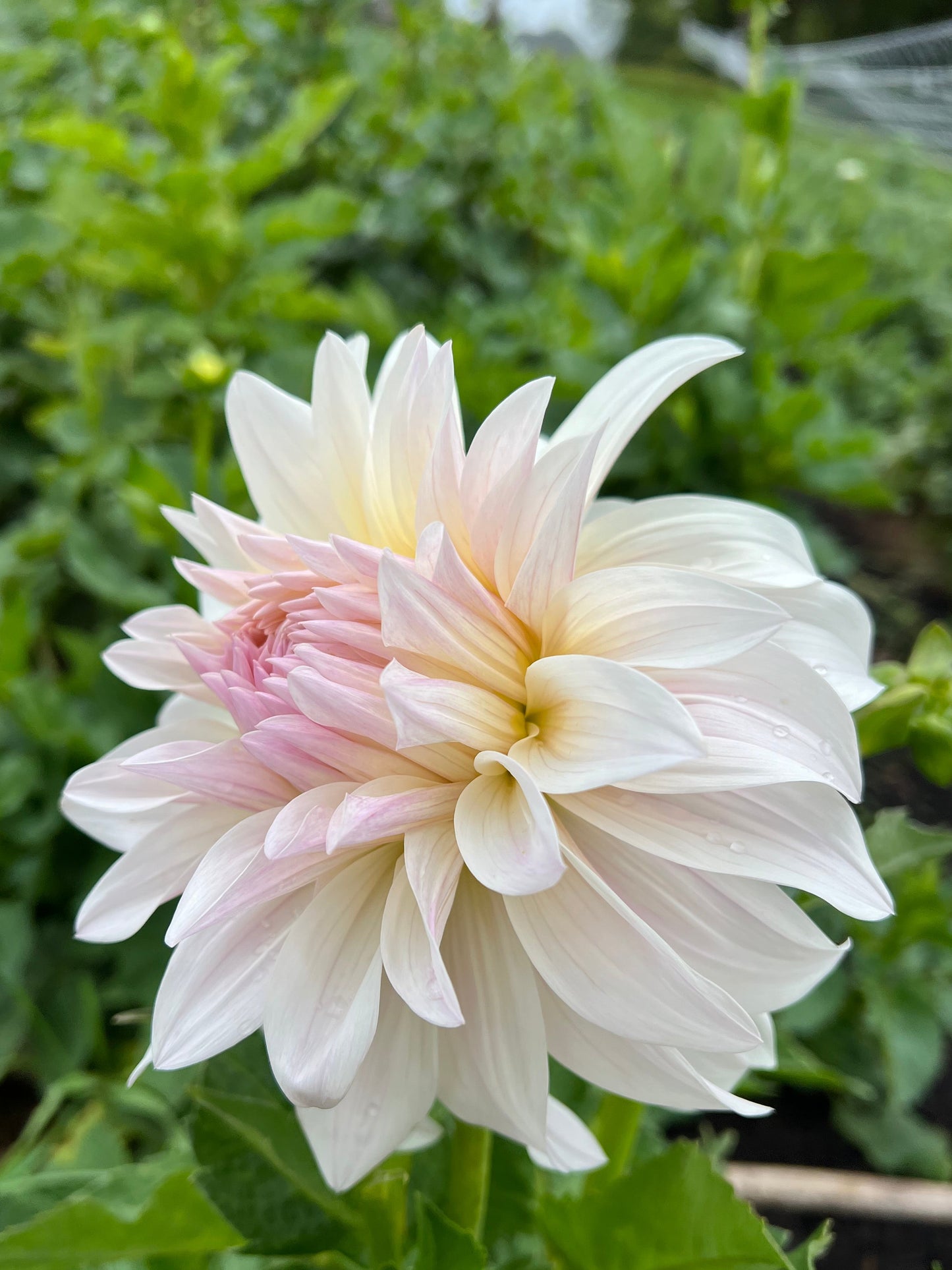 Roque Starburst