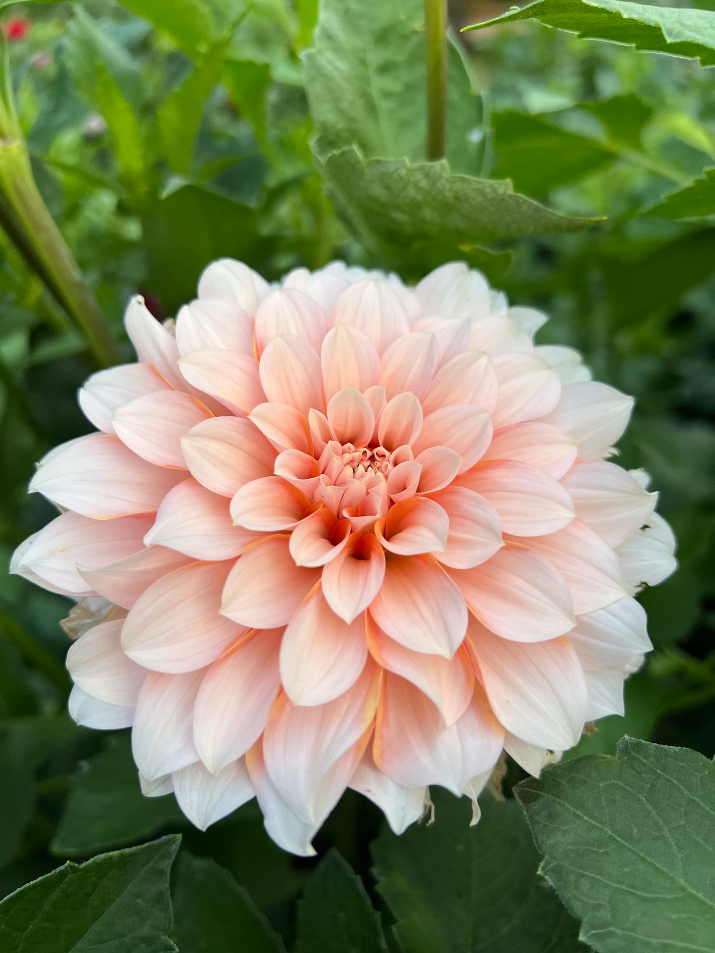 Lee's Chloe - Rooted Cutting