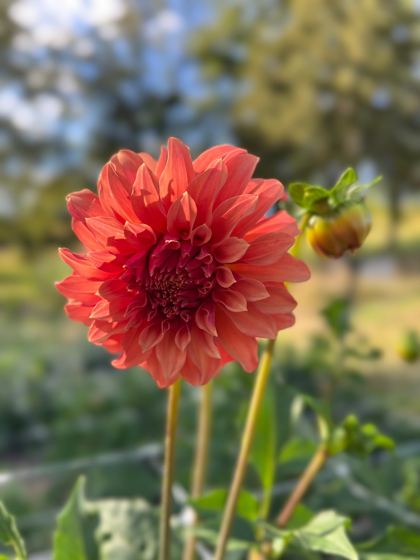 River's Can't Elope - Rooted Cutting