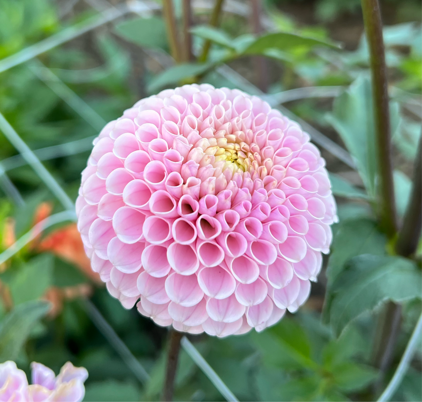 20th Ave Delicada - Rooted Cutting