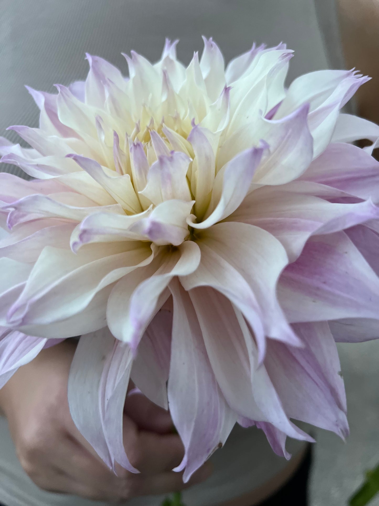 KA's Lavender Blush
