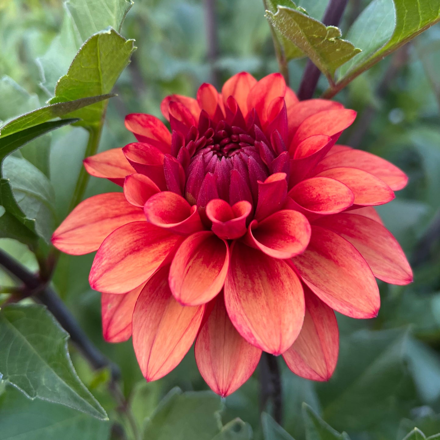 Lee's Ember - Rooted Cutting