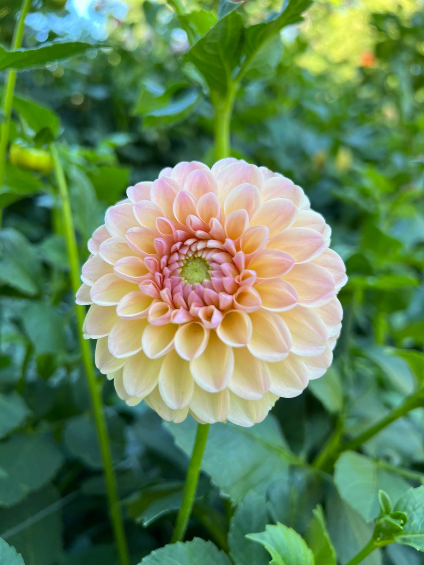 Hapet Salmon - Rooted Cutting