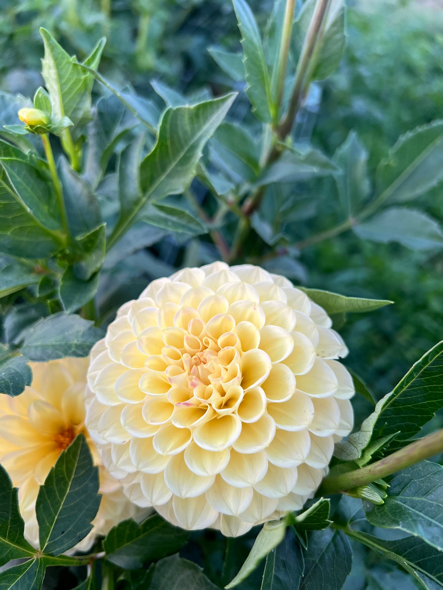 Baron Barb