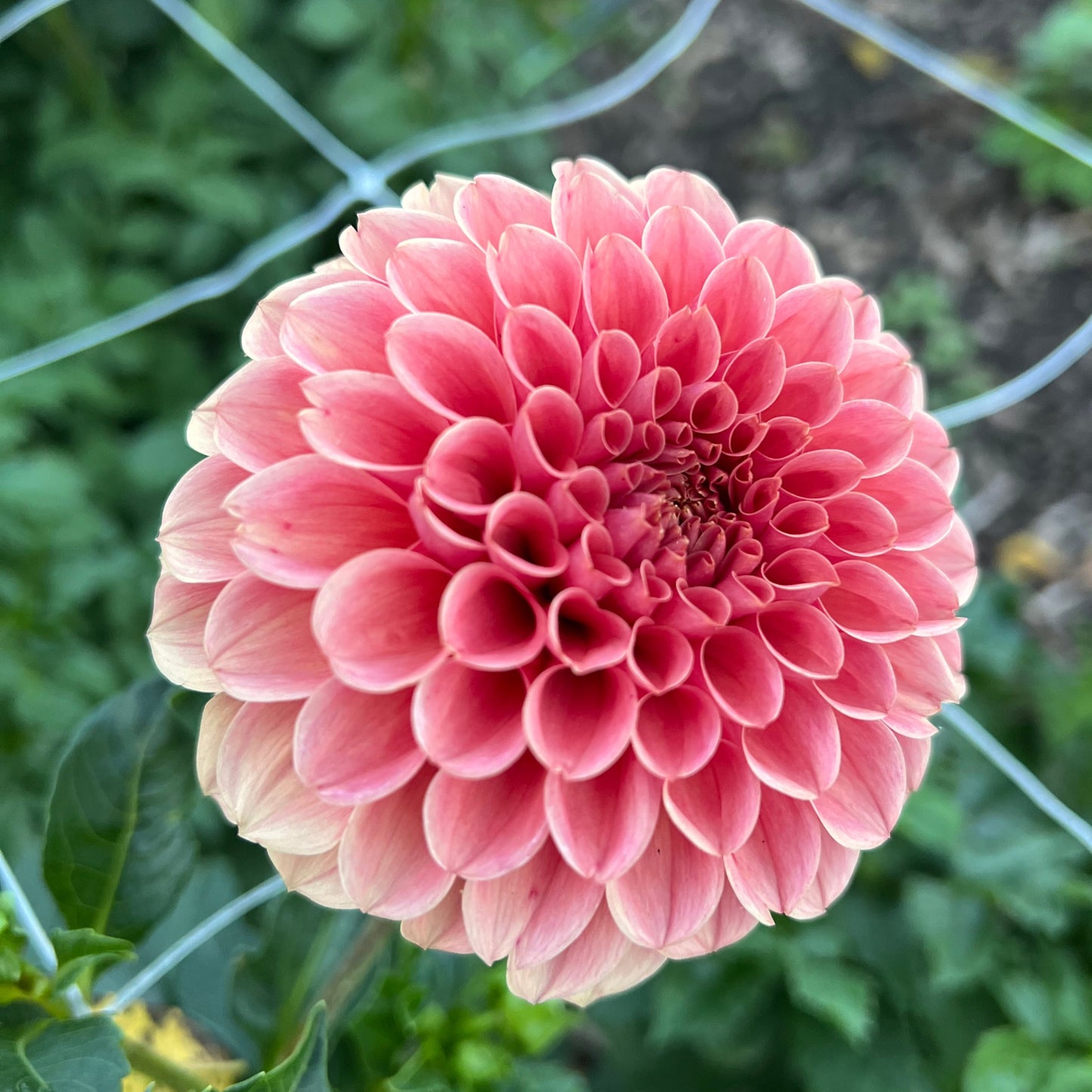 KA's Apricot Jam - Rooted Cutting