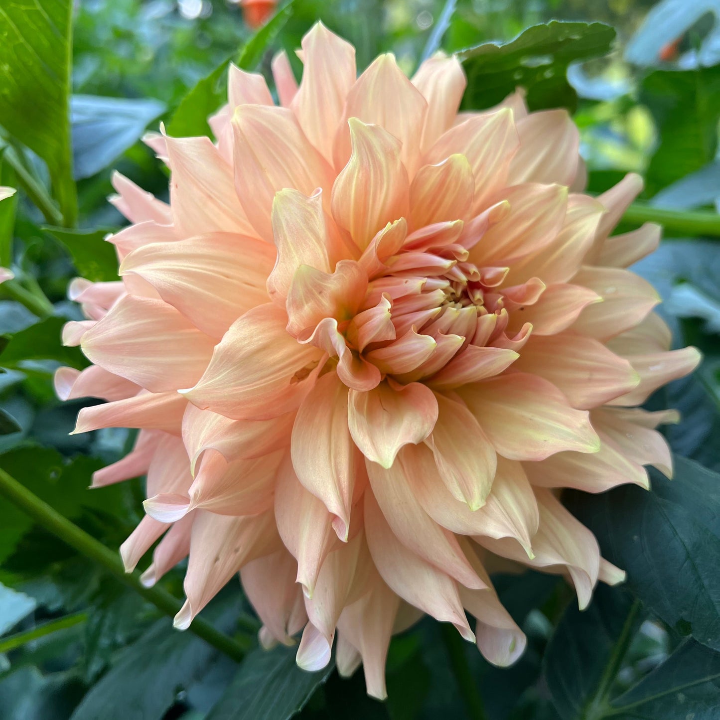 Peach Bud - Rooted Cutting