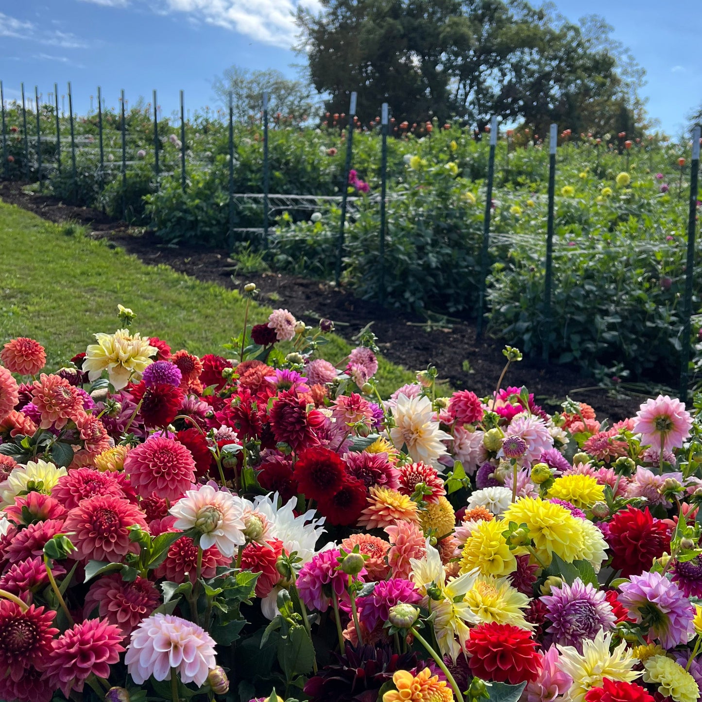 Fully Double Mix - Dahlia Seeds