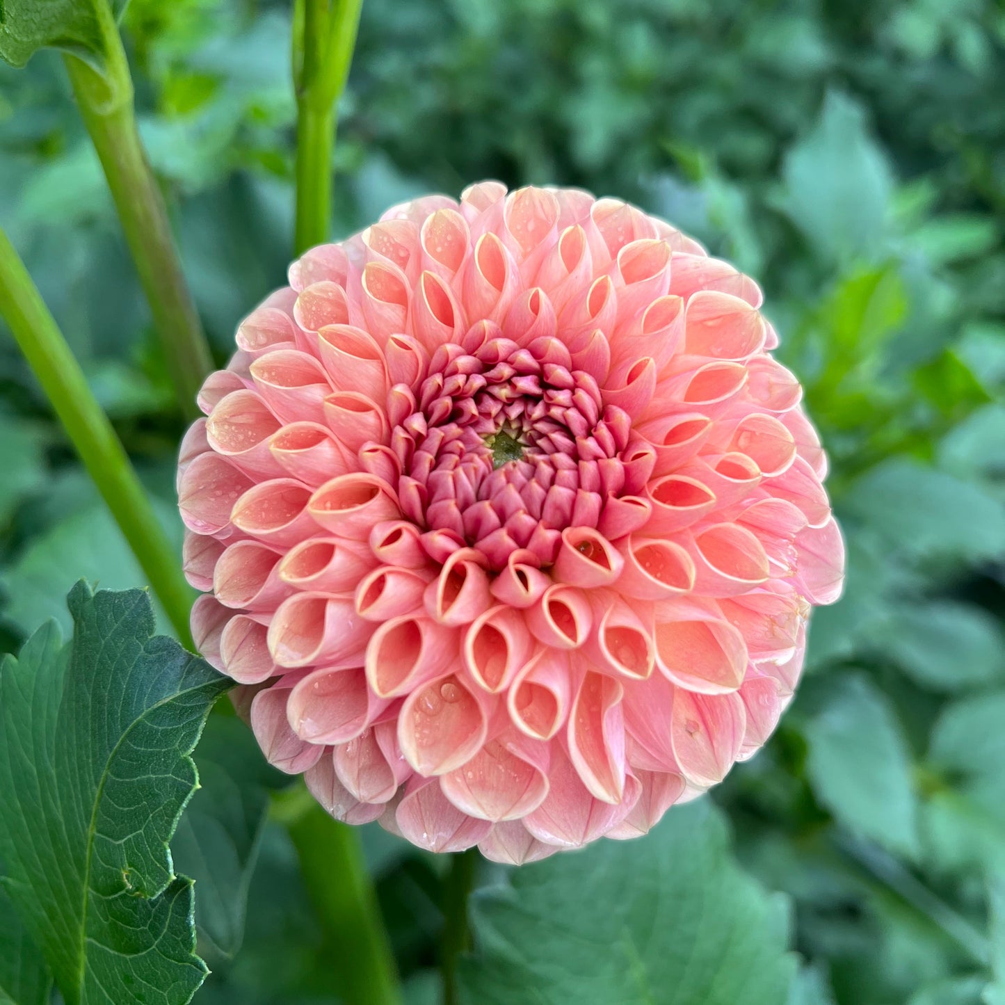 Bee Hive - Rooted Cutting