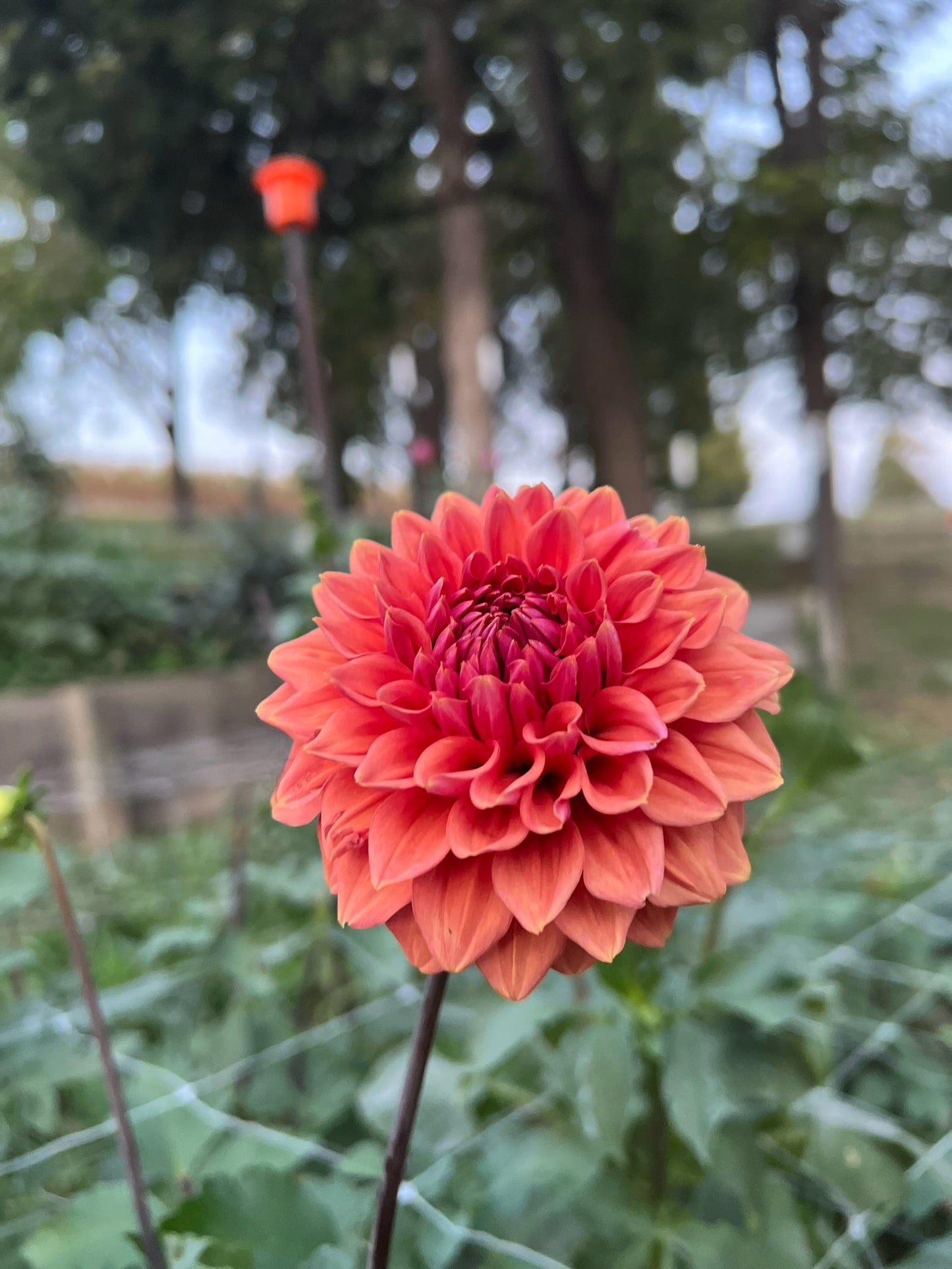 KA's Mocha Jake - Dahlia Seeds