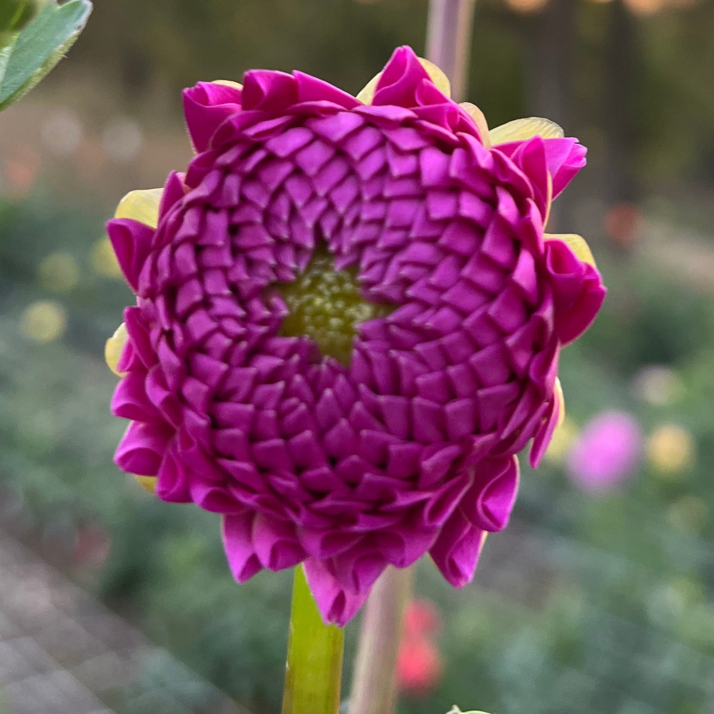 20th Ave For Mom - Rooted Cutting