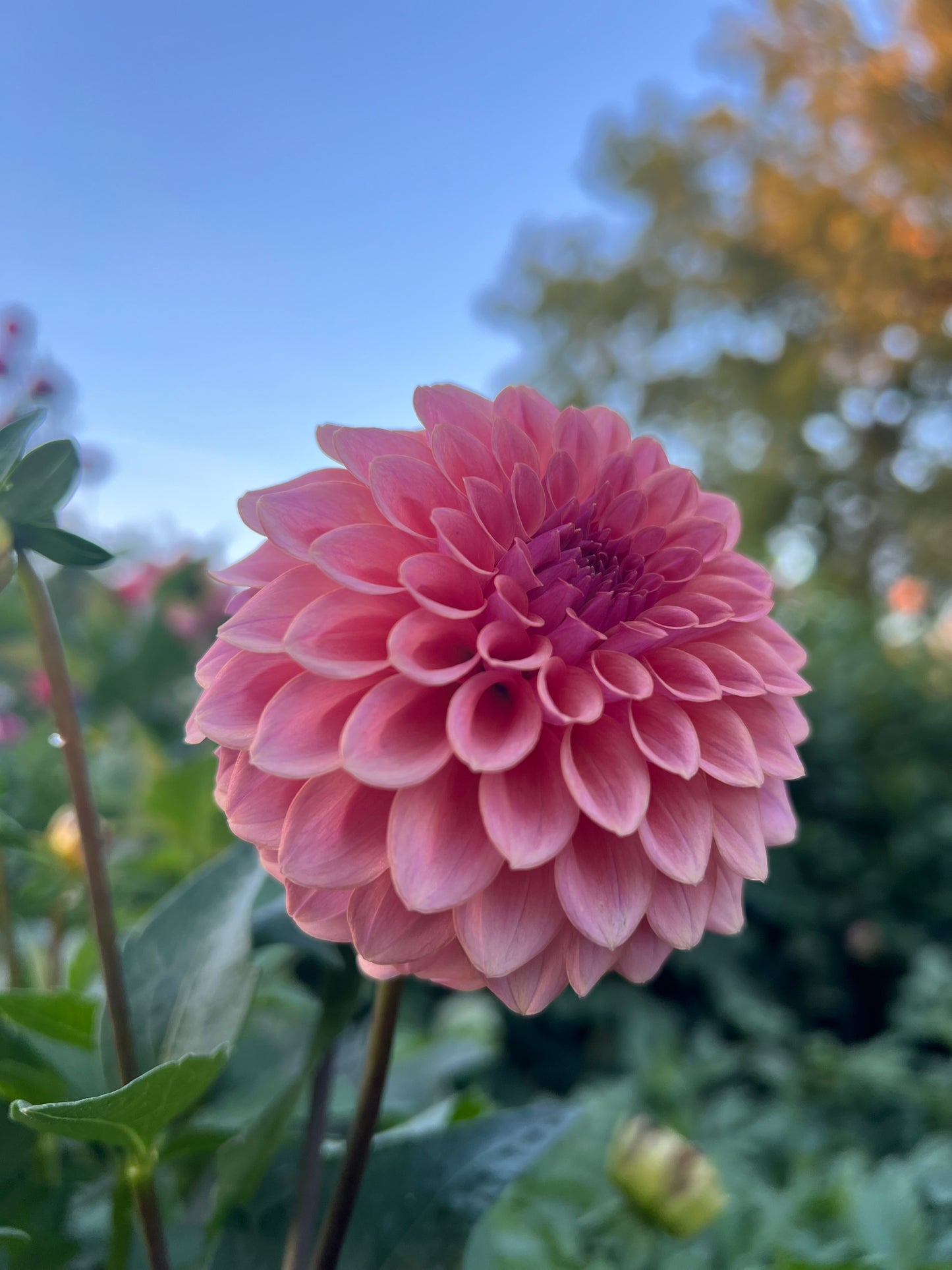 Levi's Blue Smoke - Rooted Cutting