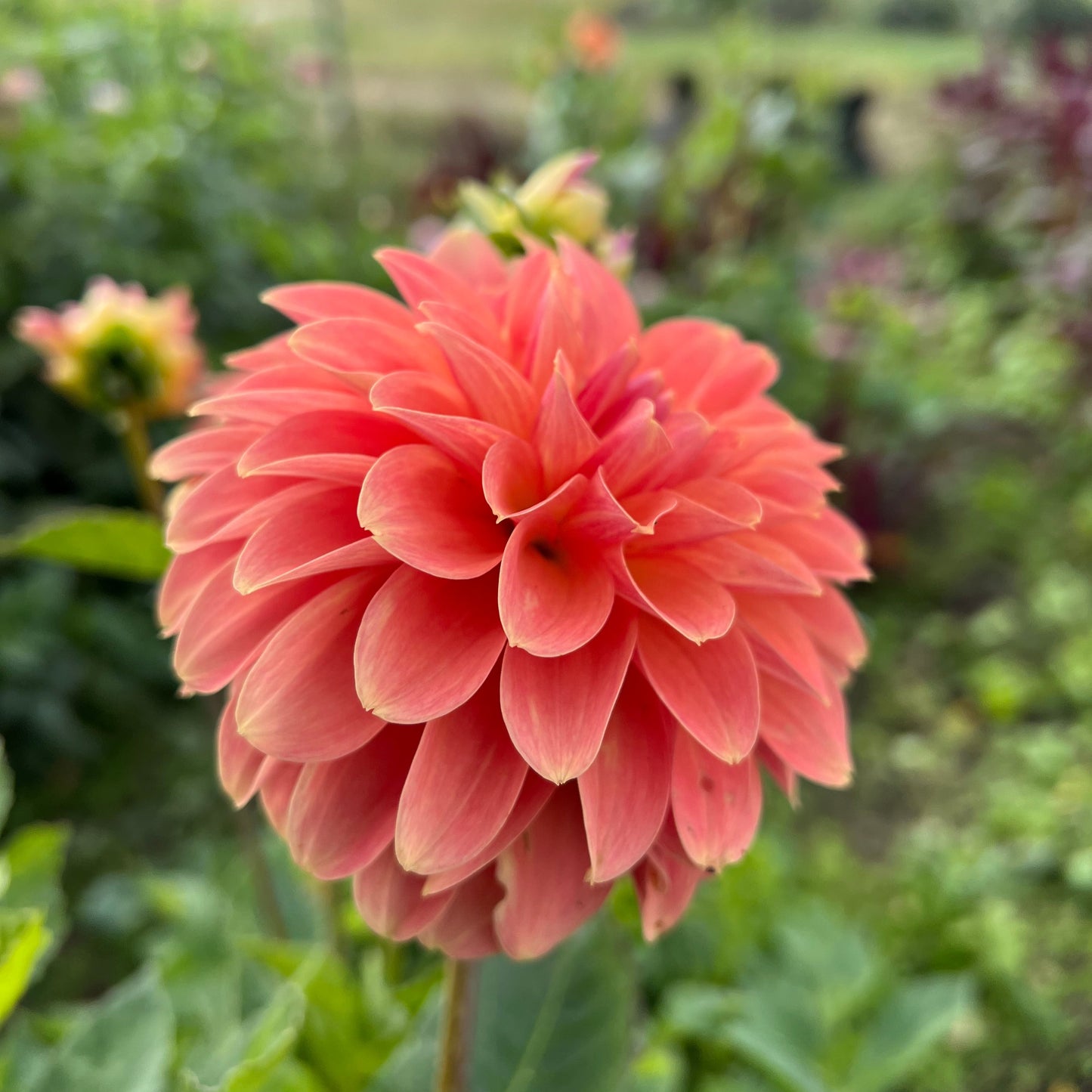 Clearview Pataha - Rooted Cutting