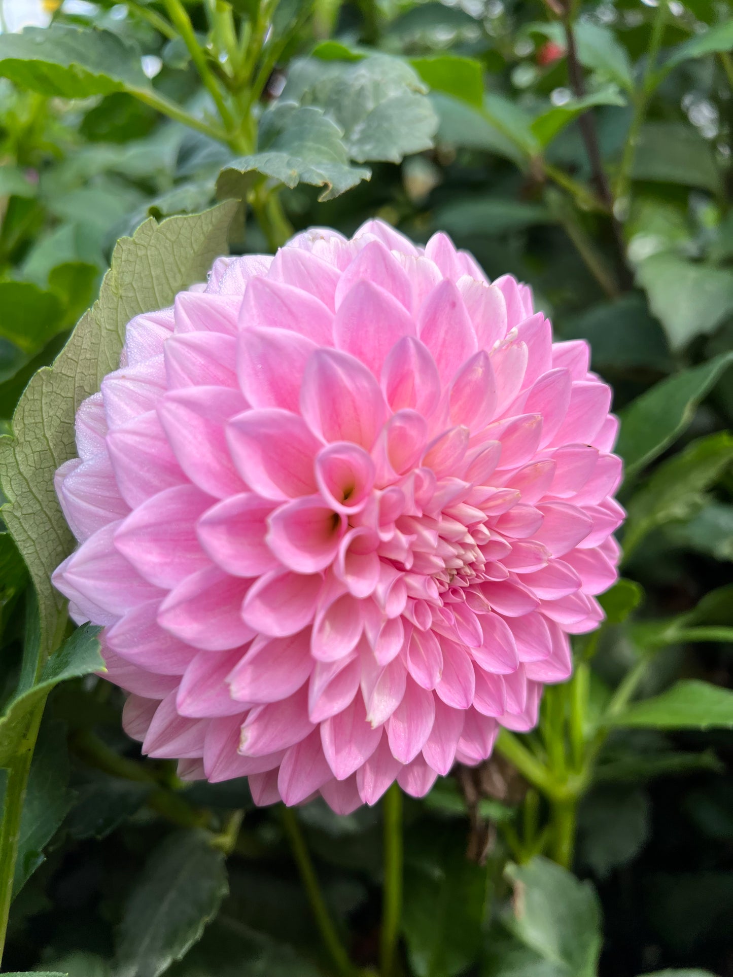 Lee's Hubba Bubba - Rooted Cutting