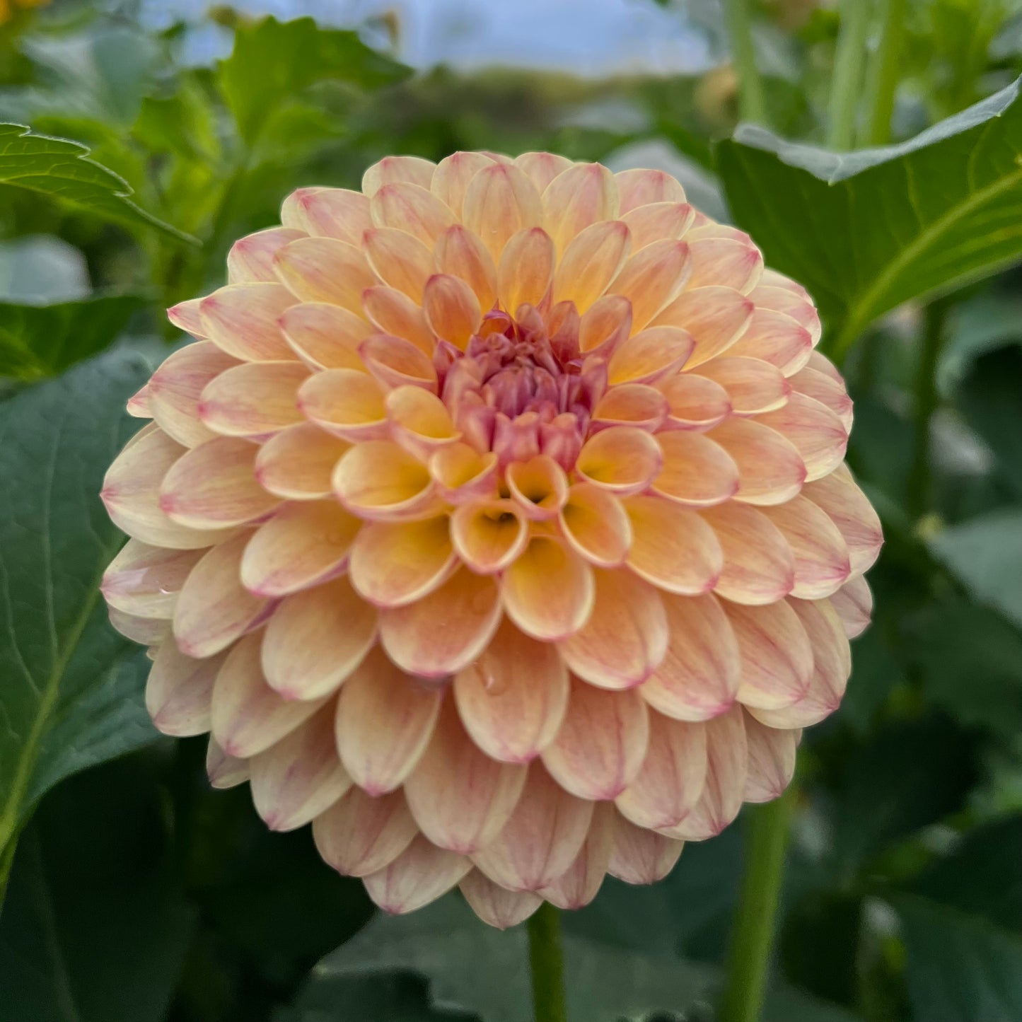 Coseytown Gale - Dahlia Seeds