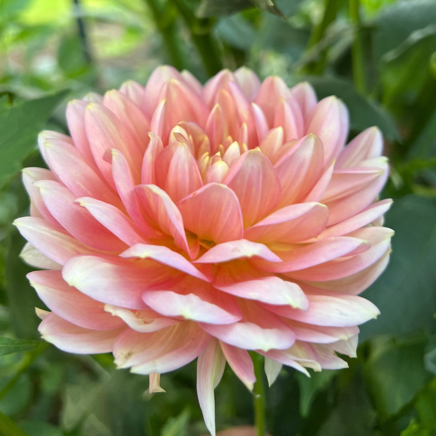 Hollyhill Serenity - Rooted Cutting