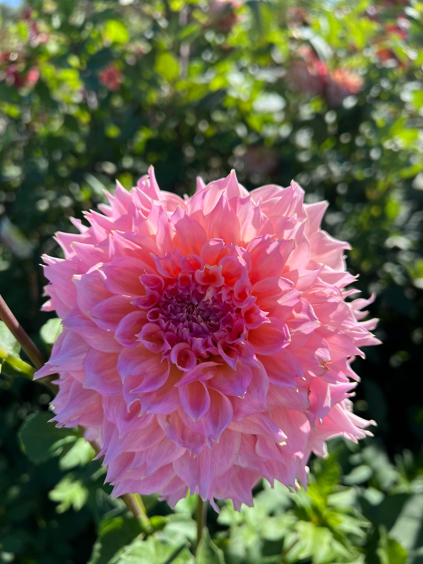 Lee's Pink Grapefruit - Rooted Cutting