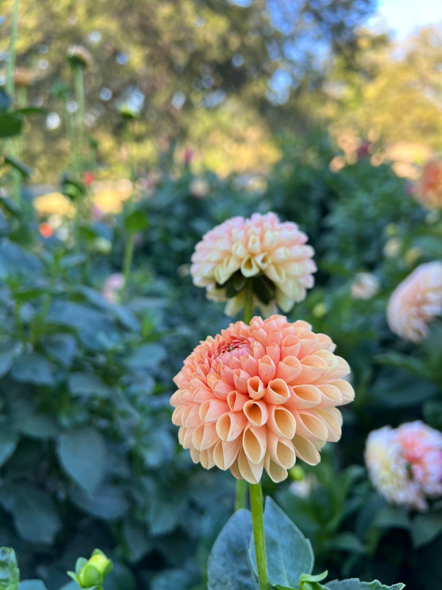 Ms Honey - Rooted Cutting